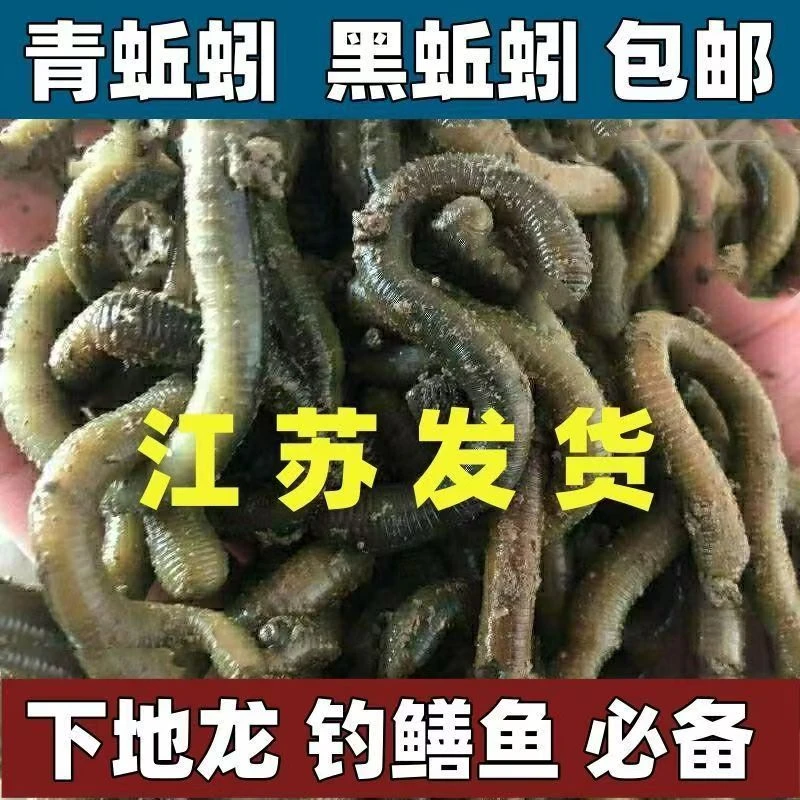 【6斤装普通快递】鲜活青蚯蚓黑垂钓鱼饵黄鳝活体大蚯蚓臭腥味地龙