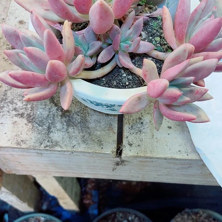 呵***呵桃花源多肉8号植物