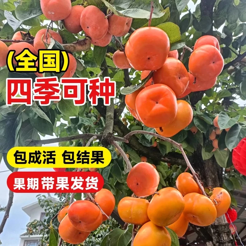 柿子树果苗基地直发庭院脆柿甜柿盆栽南北方种植地栽火晶柿子树苗