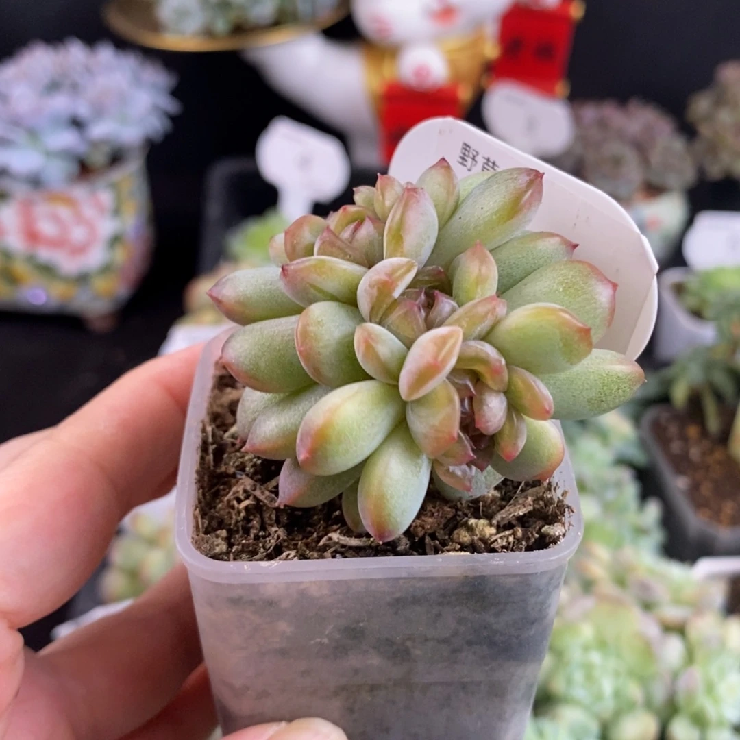 红恋缀化3头带缀80号