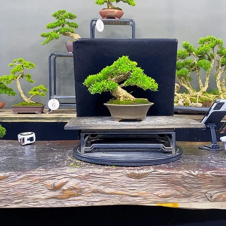 无花朵黄杨盆景四季常青