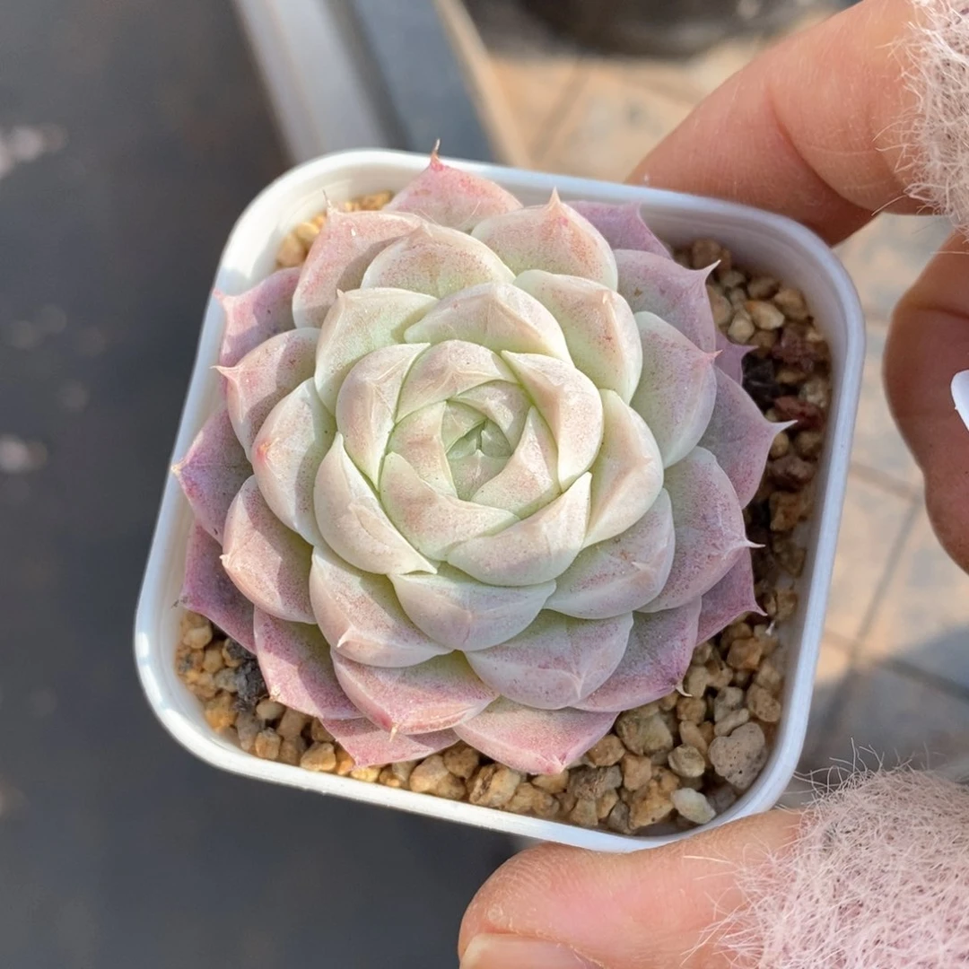 精品多肉一物一拍168