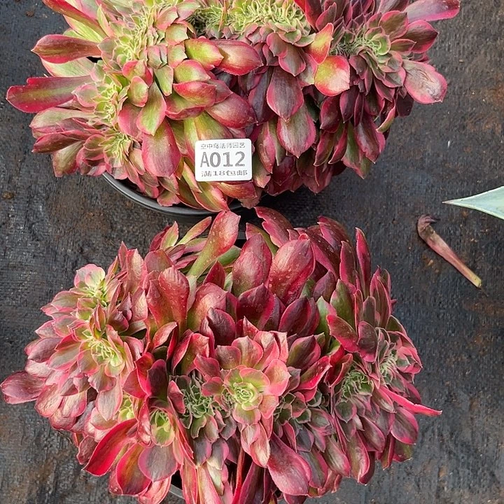 舞**空012粉女郎缀多肉植物