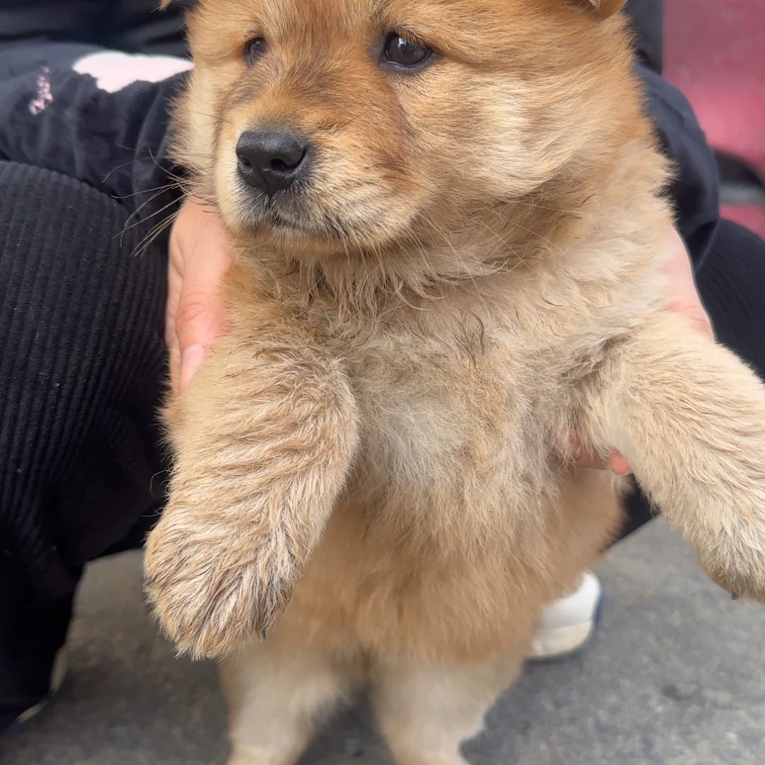 镜***月中华田园犬小黄母