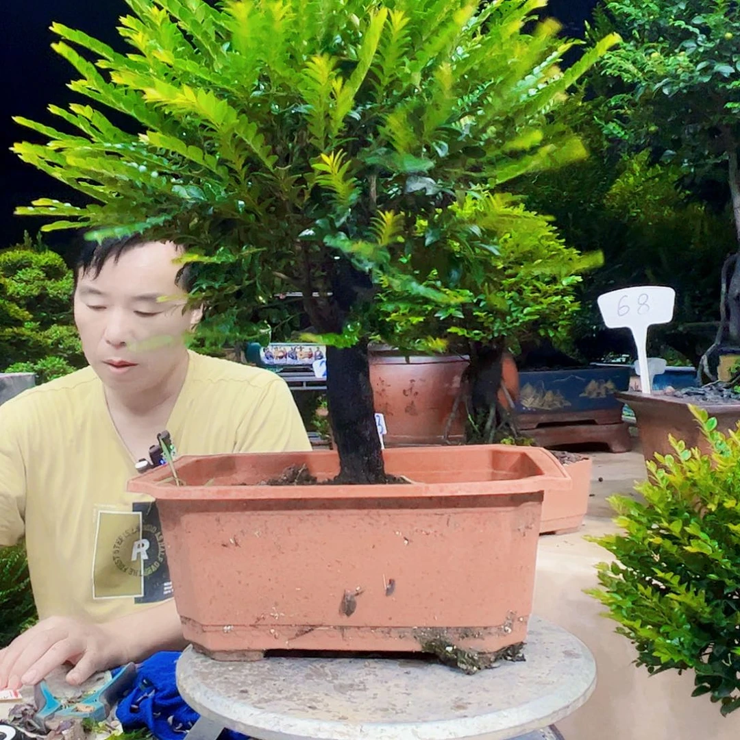 无花朵枫**?12345678
