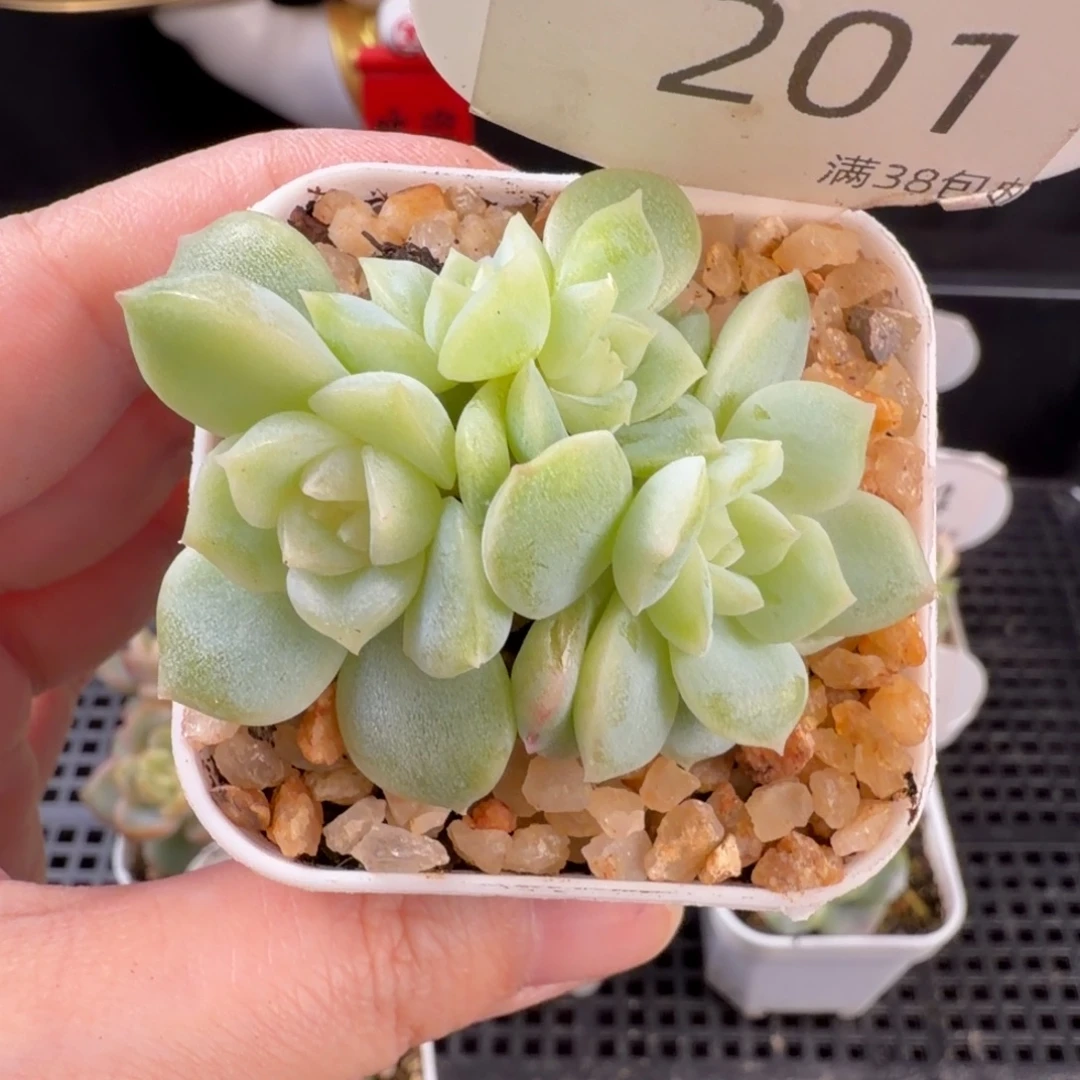 白昼四头群201号一颗