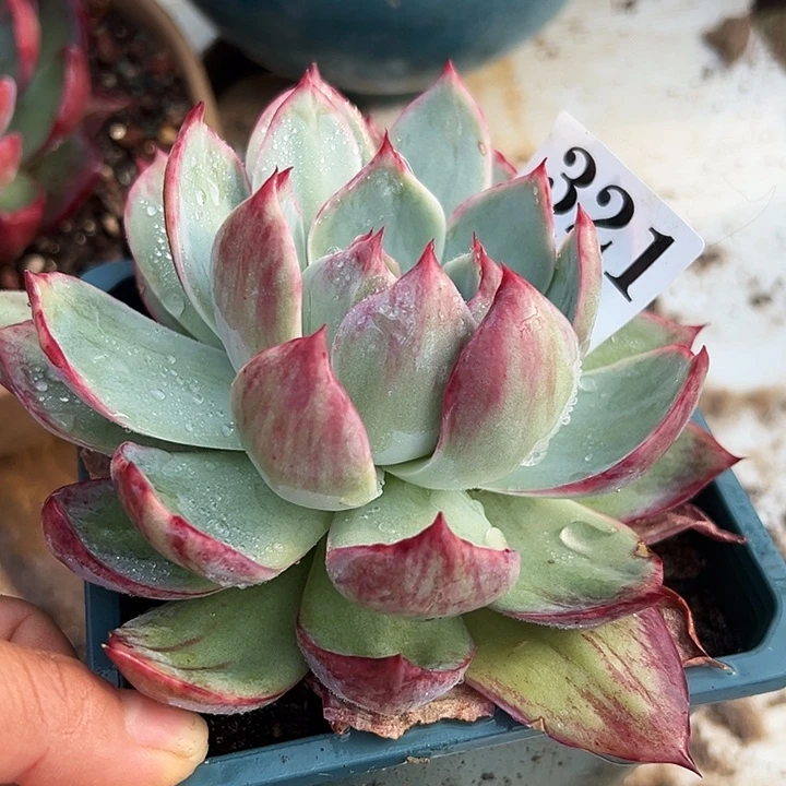 惊鸿惊鸿惊鸿321个叶展12默认裸根