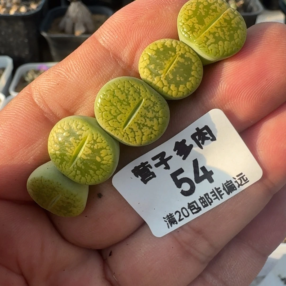 黄日轮。