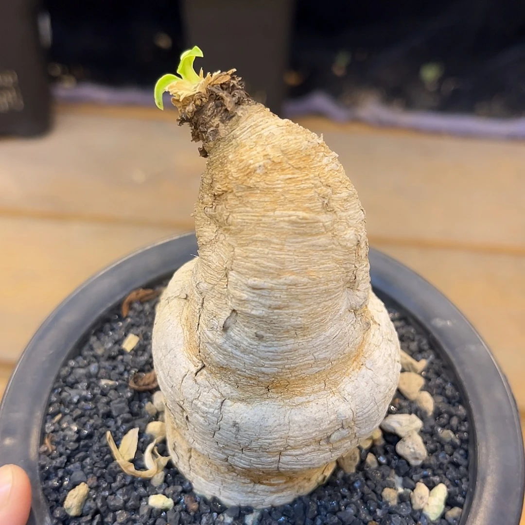 潮流植物 樱花大戟