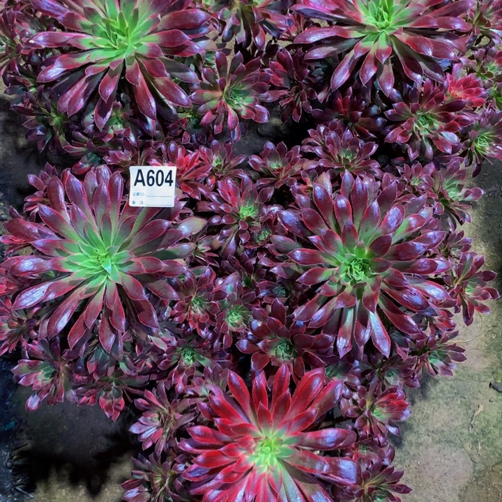 踏***梅无花朵5颗604000000