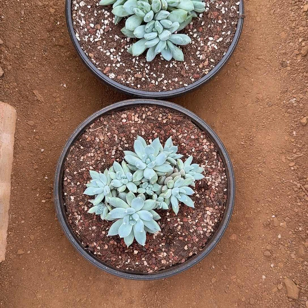 B***s美人系多肉植物链接