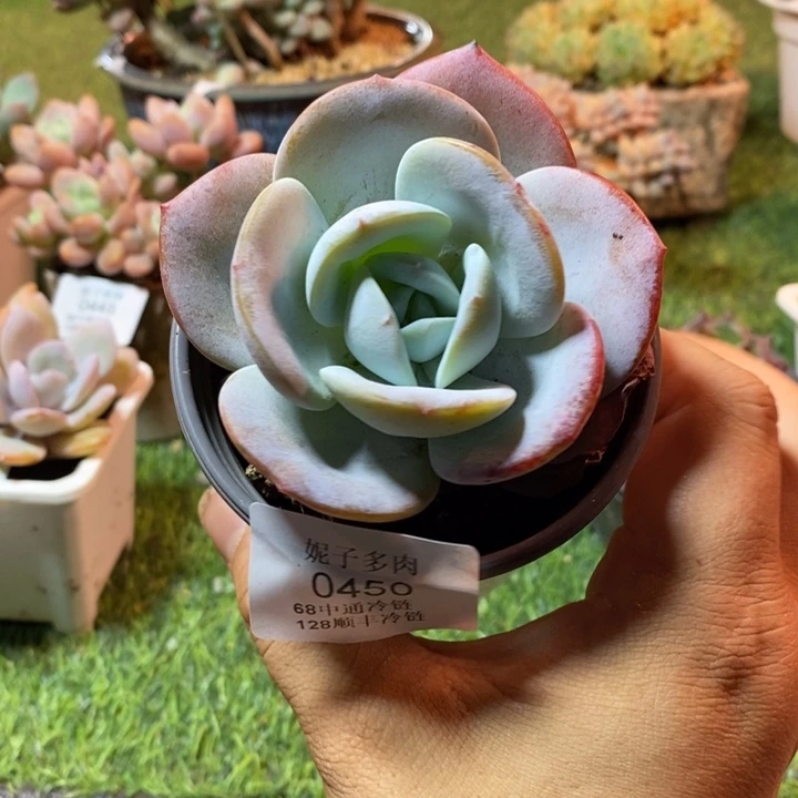 0450啊啊啊啊啊啊啊啊啊啊