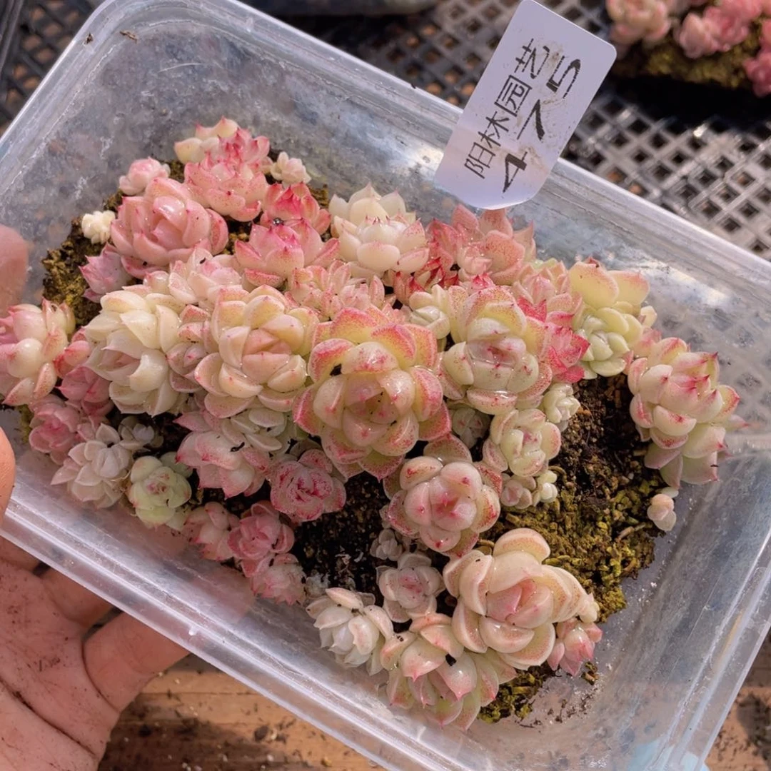 多肉植物多肉植物475