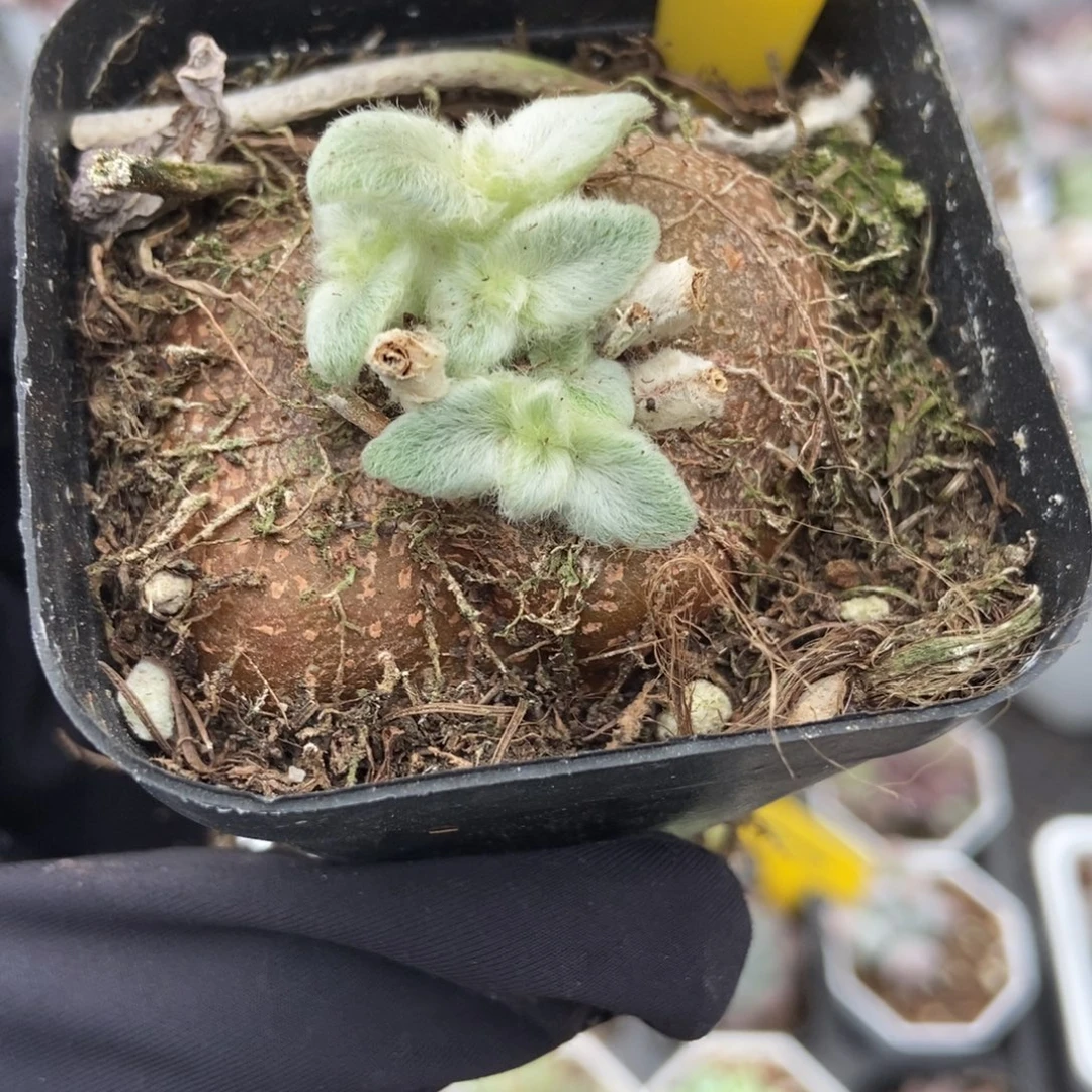 802断崖女王多肉植物