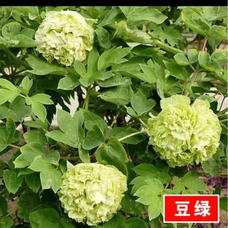 豆绿牡丹 四大名品之一 绿色系洛阳观赏牡丹裸根苗 庭院阳台种植