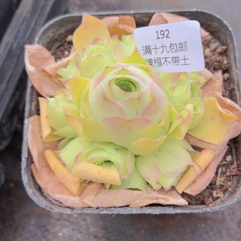 192恋红尘裸根不带土发货