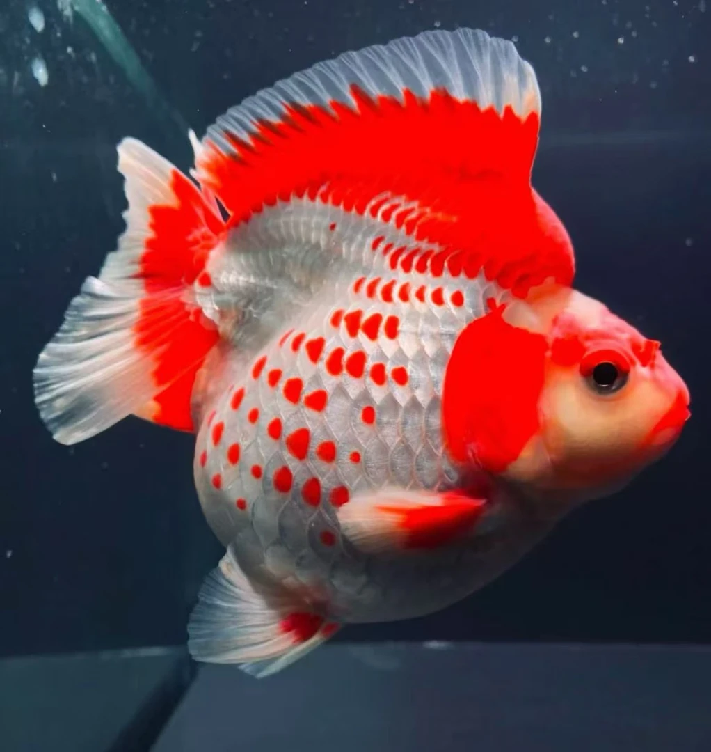 超萌好物百褶元宝泰狮鎏金-活体金鱼