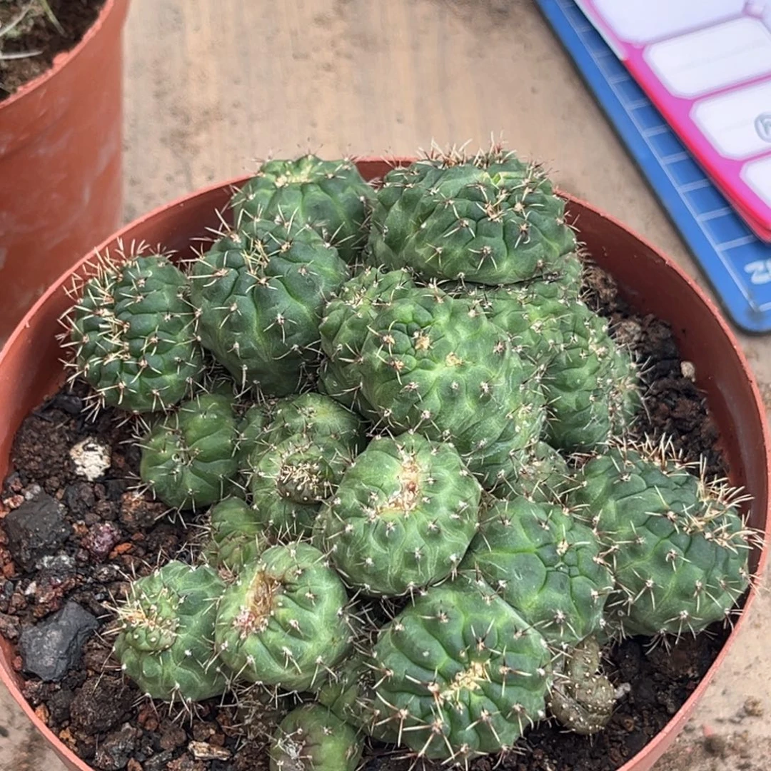 往***K实生绯花玉缀化仙人球9