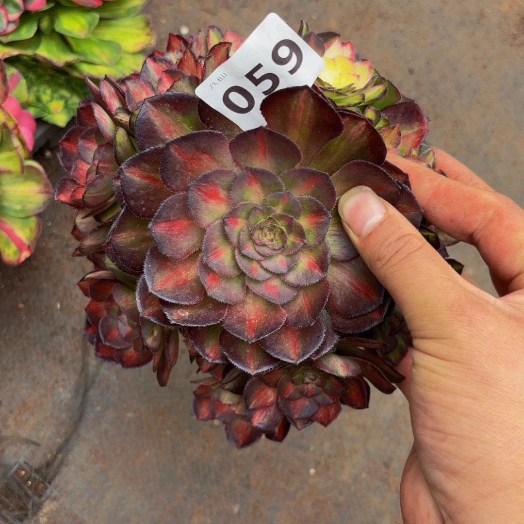 彩***）059多肉植物海王七彩无根