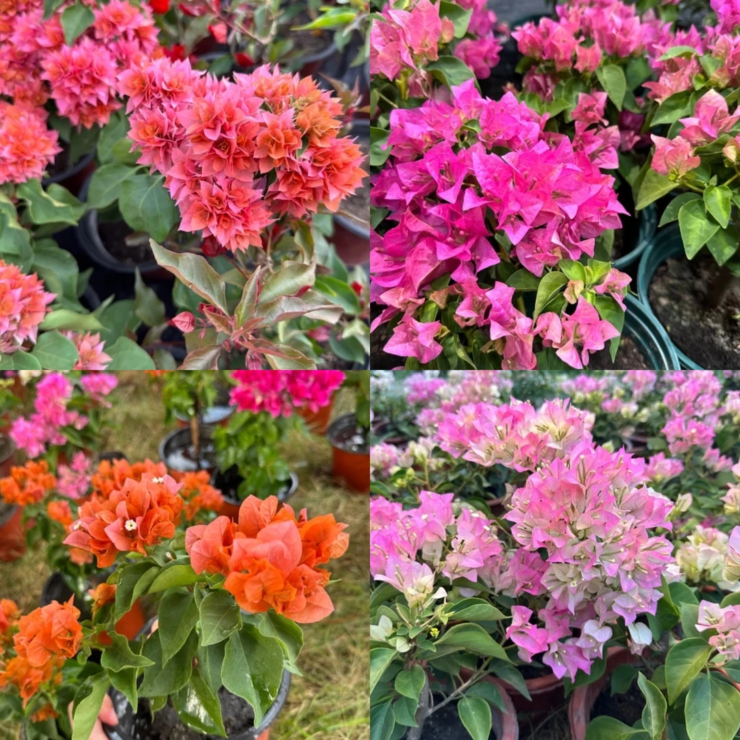 【只发新疆 新疆包邮】直播间专属三角梅链接