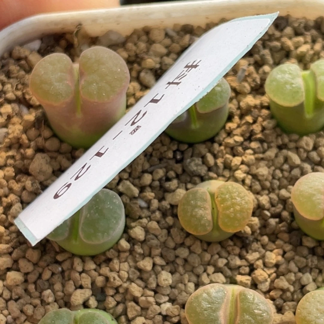 1****412-129肉锥多肉植物