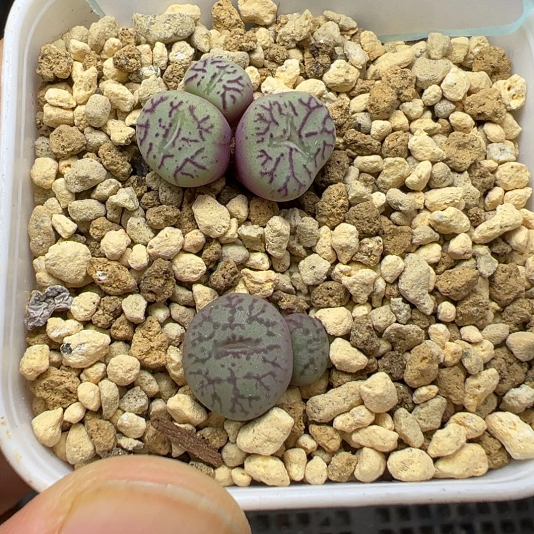 5-21肉锥多肉植物