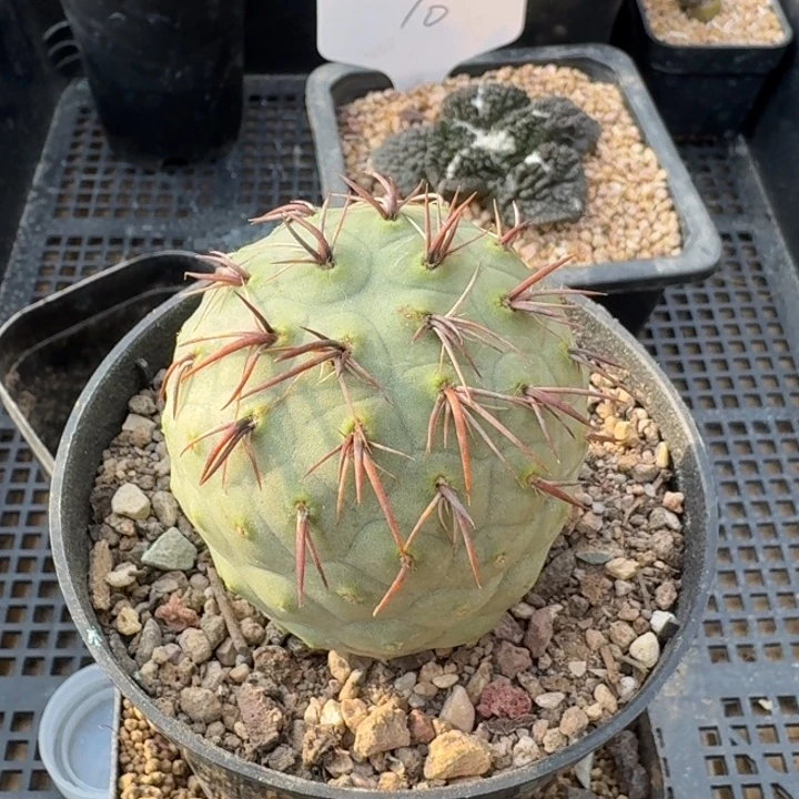 红趴刺习志野一颗