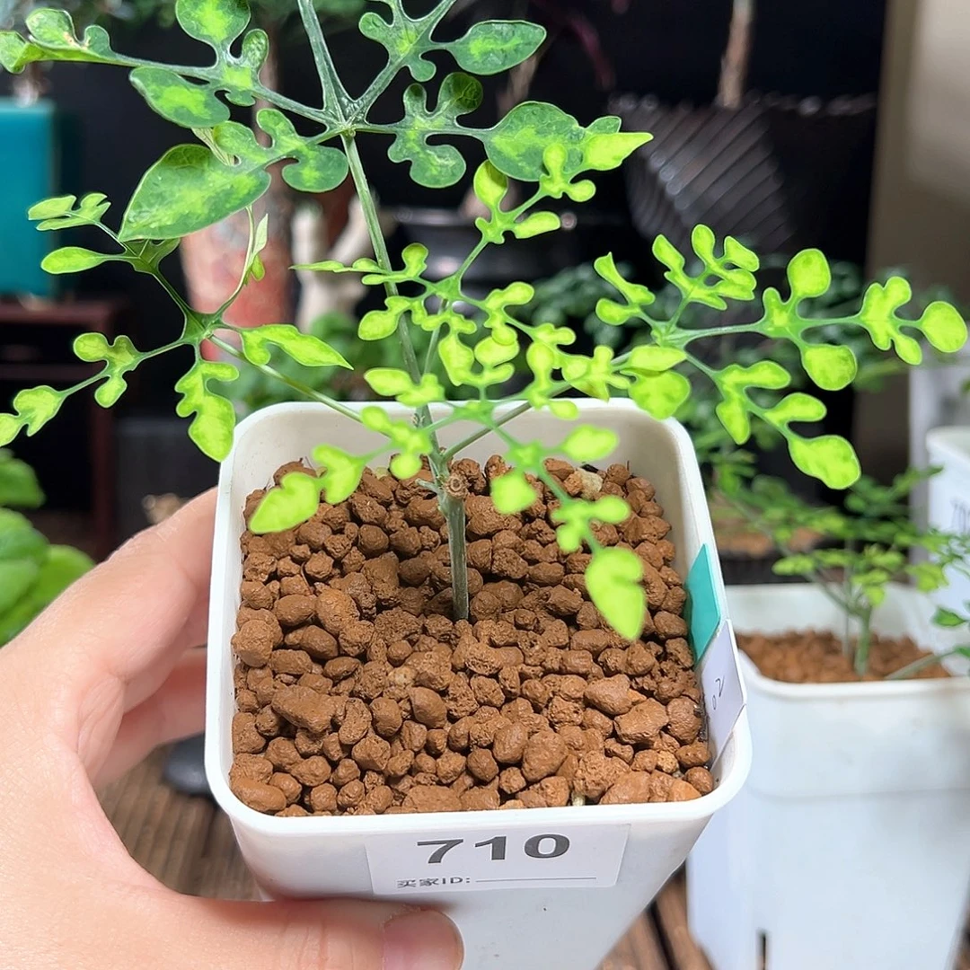 梦幻绿雪花西番莲带盆包邮