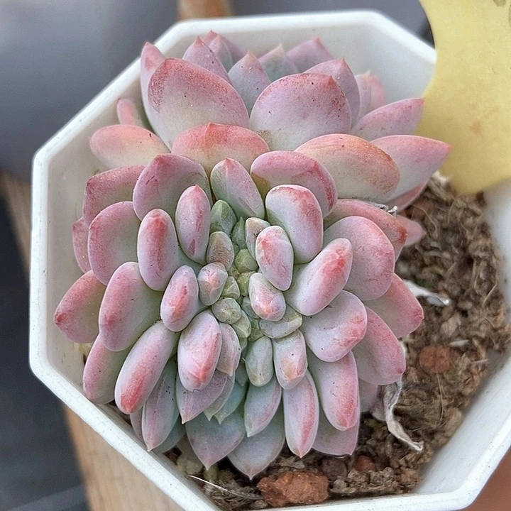 多肉植物粉珍妮缀2051