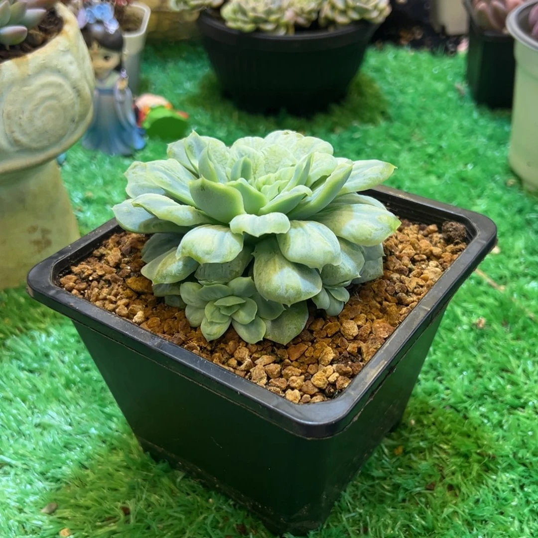 ，，，，，，，，，，，，，，，，，，