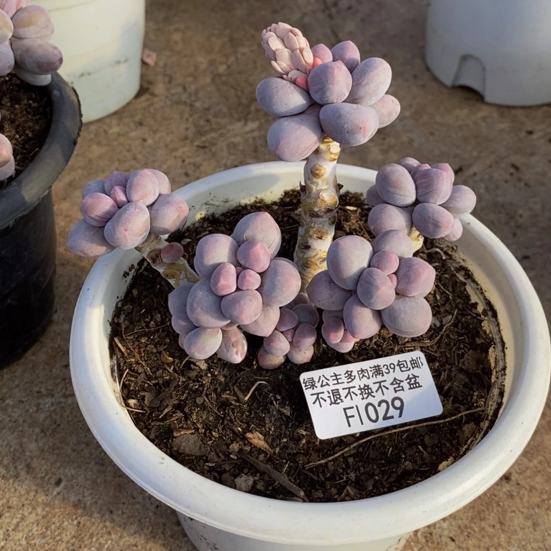 029香水手指奶多肉8cm