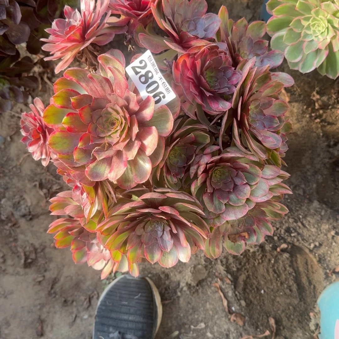 18-16法师万七彩2806