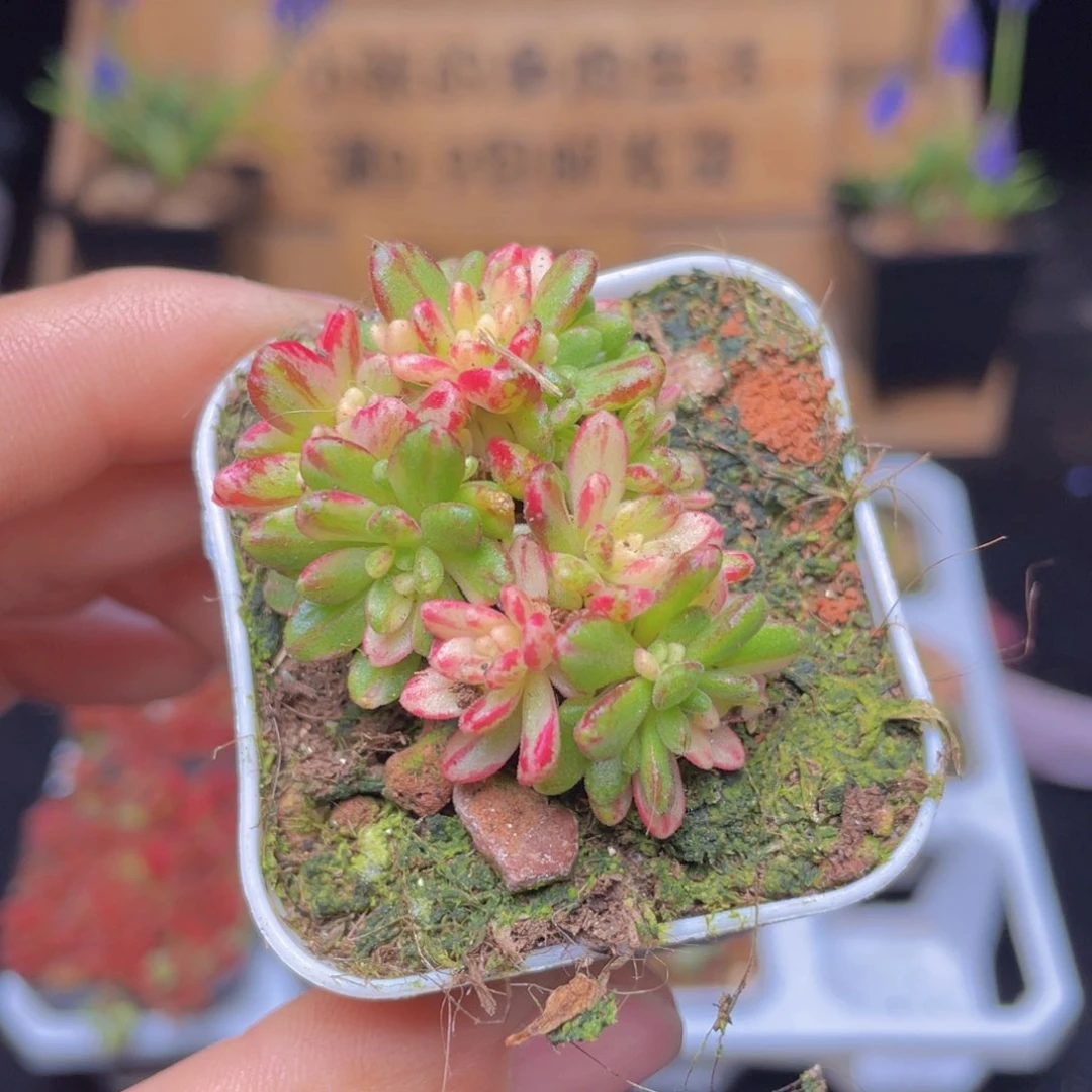 小人姬锦多肉9.9包邮发货