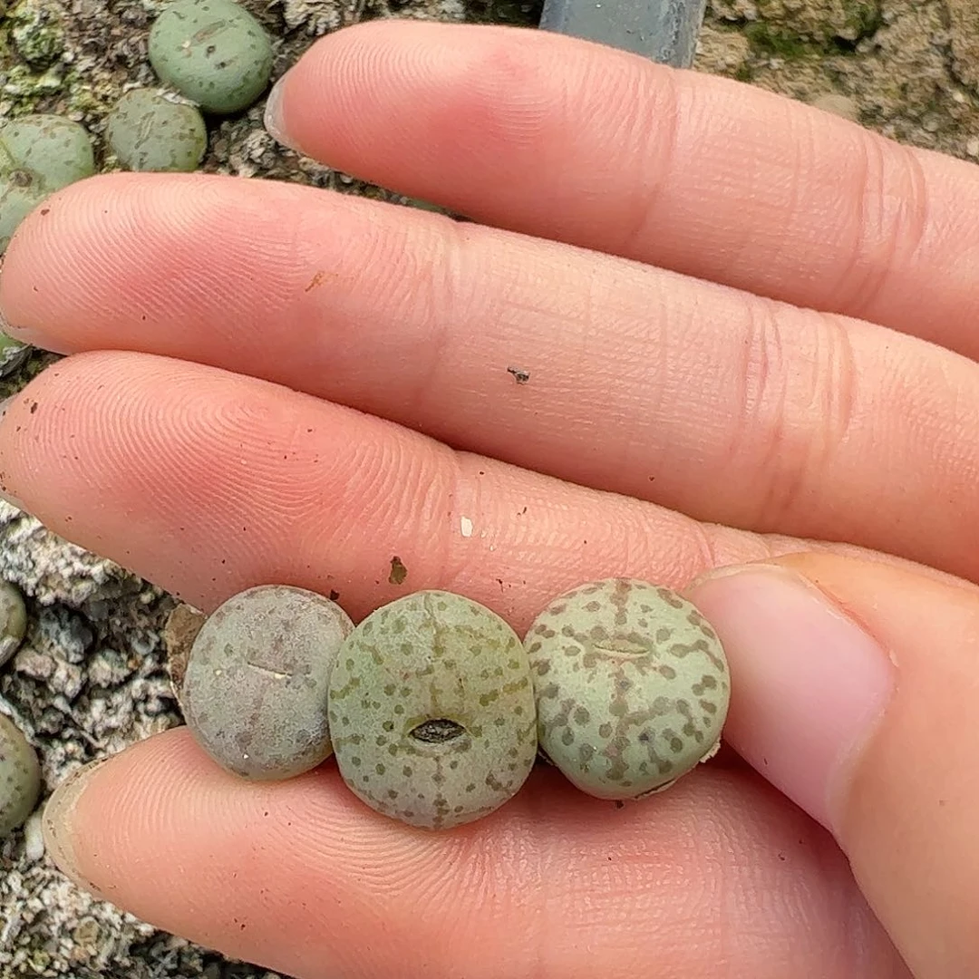 0000量拍1452.65火龙果安贞3颗