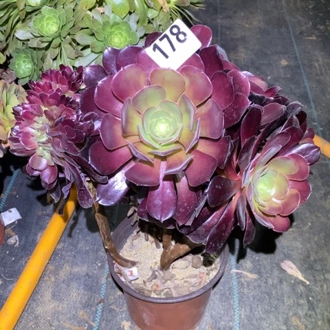 欧紫缀多肉植物法师不包损