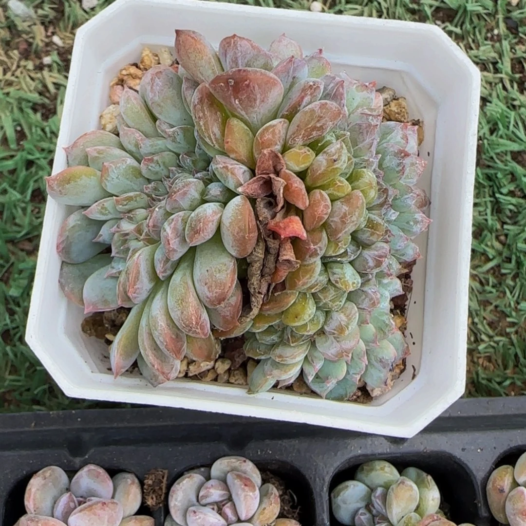 ****宝豆包的琥珀缀化特价