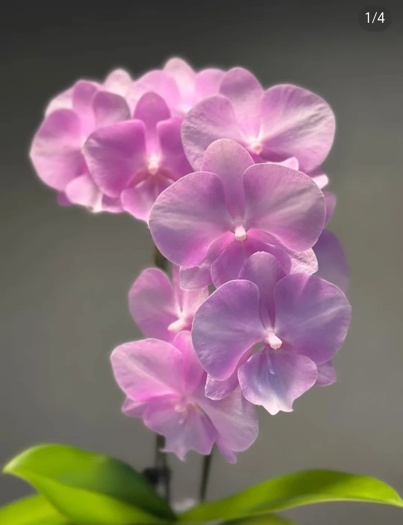 双剑【神仙姐姐2.8杯】没有开花