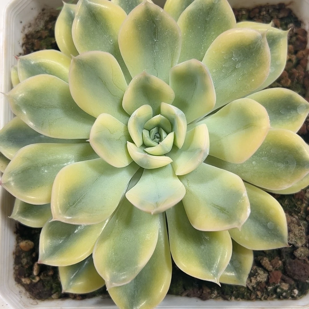 荷花锦大单头多肉植物
