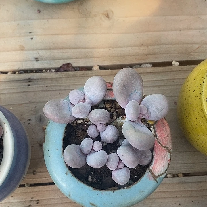 胭脂精品多肉原石奶003