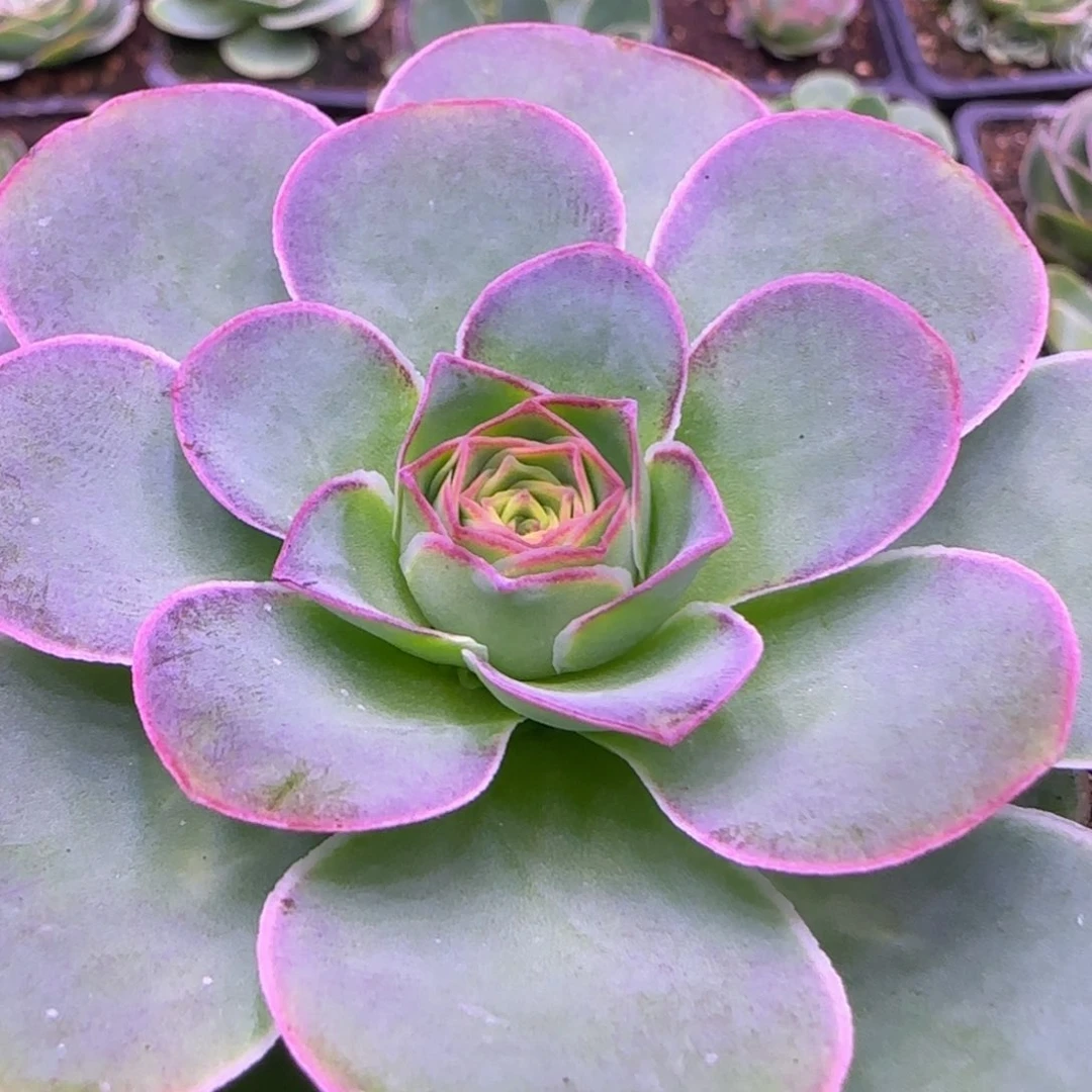 繁花捧花7厘米老庄124642424