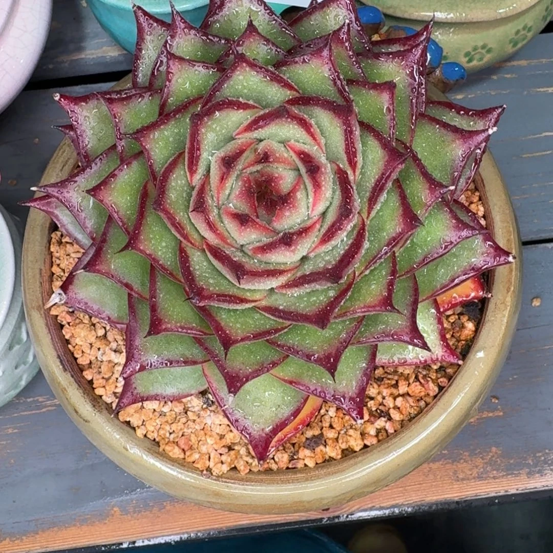 从前慢多肉精选编号1207.413