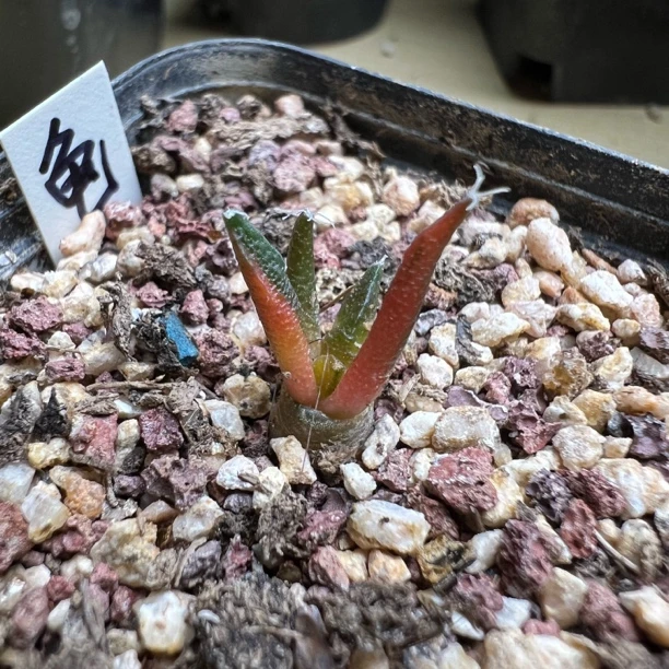 龟甲牡丹拉丝锦实生苗仙人球多肉植物绿植盆栽花卉带盆