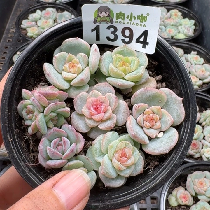 多肉植物多肉植物