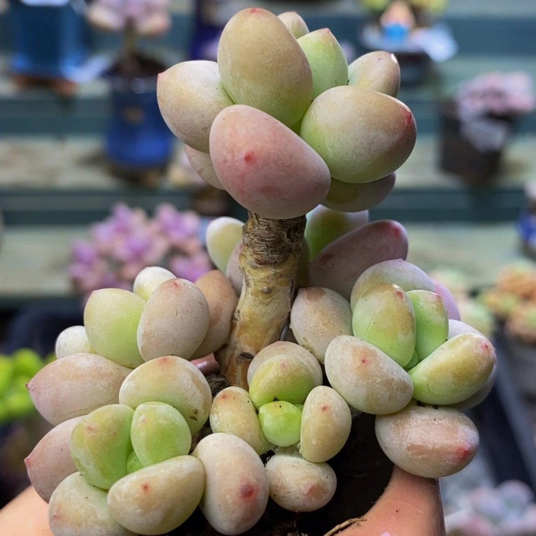 383 洛神6 厘米多肉