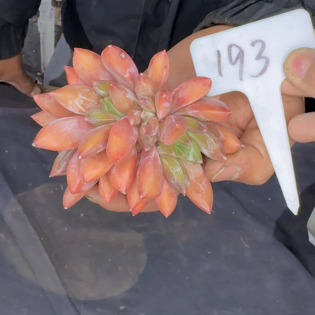 多肉植物的生长发育