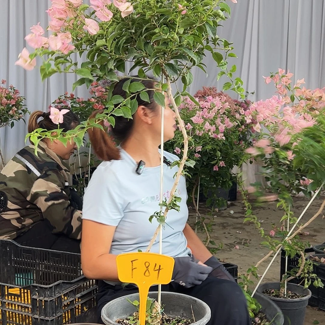 宝***婆完全开放F84魔法樱花