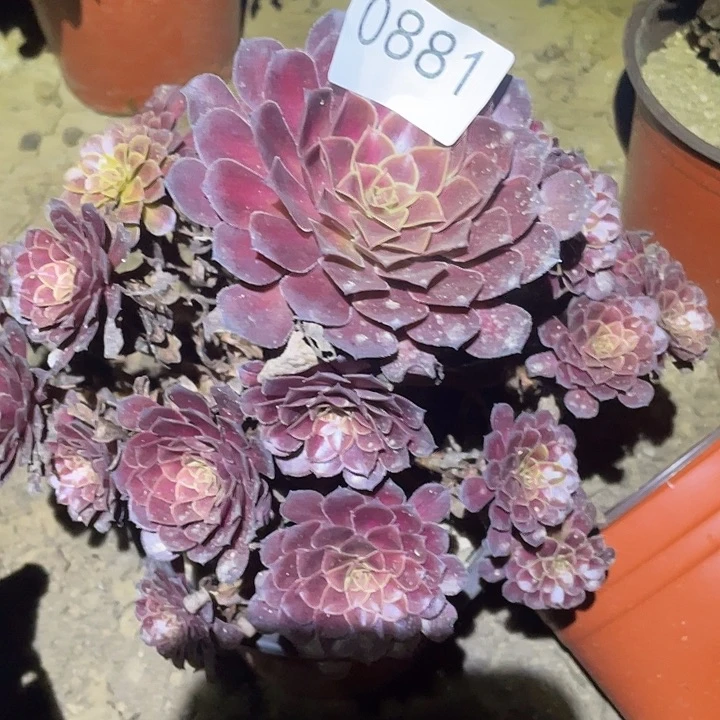 多肉植物法师881黑铜壶中班