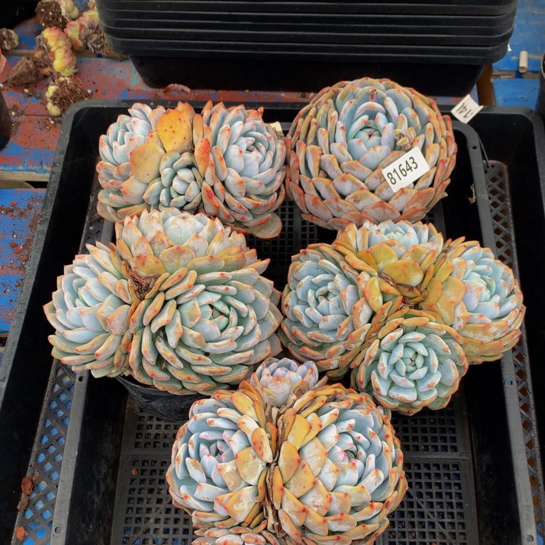 宝***人81643五个嗯嗯嗯嗯嗯嗯好喜欢