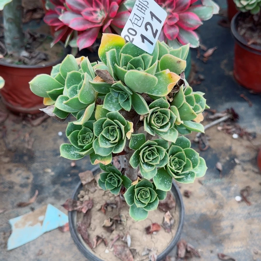 香腹121满20包邮断枝不包