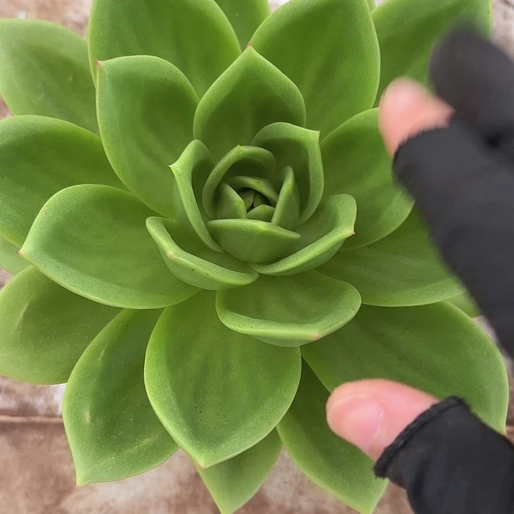 大翠花18cm起发……